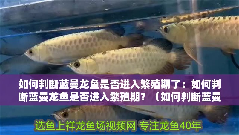 如何判斷藍曼龍魚是否進入繁殖期了：如何判斷藍曼龍魚是否進入繁殖期？（如何判斷藍曼龍魚是否已經進入繁殖期）