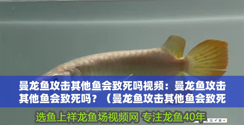 曼龍魚攻擊其他魚會致死嗎視頻：曼龍魚攻擊其他魚會致死嗎？（曼龍魚攻擊其他魚會致死嗎）