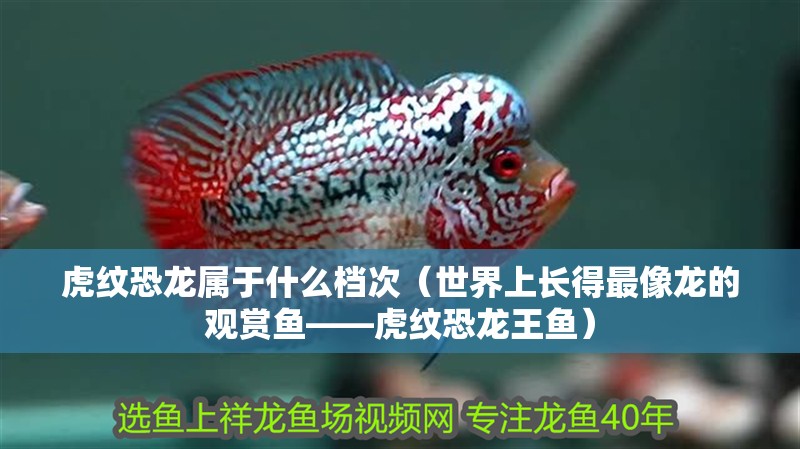虎紋恐龍屬于什么檔次（世界上長得最像龍的觀賞魚——虎紋恐龍王魚）