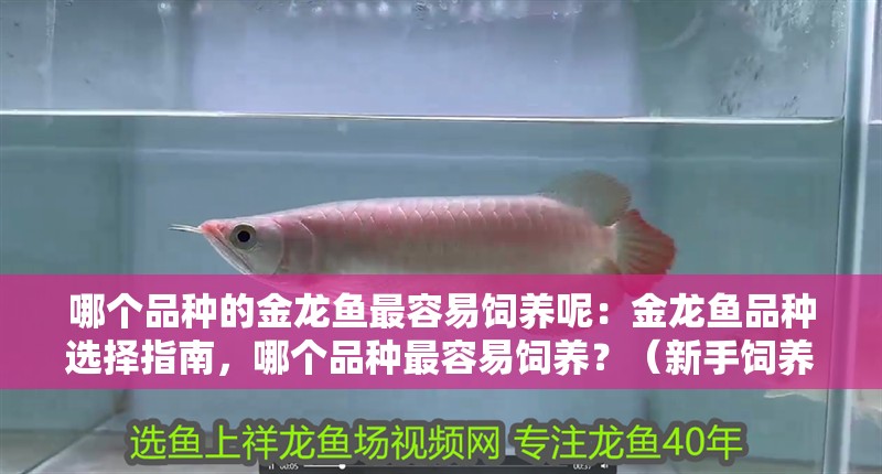 哪個品種的金龍魚最容易飼養呢：金龍魚品種選擇指南，哪個品種最容易飼養？（新手飼養金龍魚應該注意哪些問題）