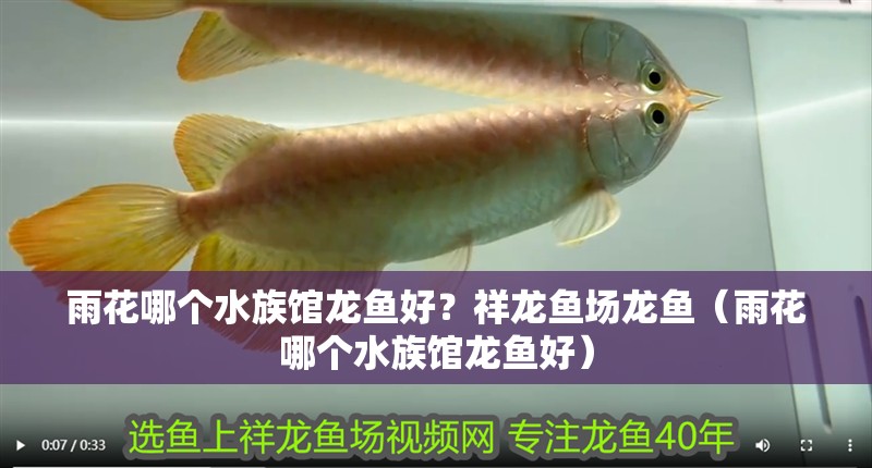 <strong><mark>雨花</mark></strong>哪個水族館龍魚好？祥龍魚場龍魚（<strong><mark>雨花</mark></strong>哪個水族館龍魚好）