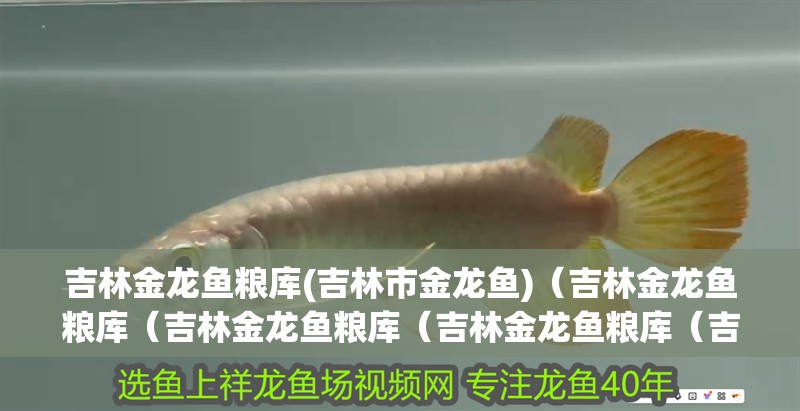 吉林金龍魚糧庫(吉林市金龍魚)（吉林金龍魚糧庫（吉林金龍魚糧庫（吉林金龍魚糧庫（吉林市金龍魚糧庫））