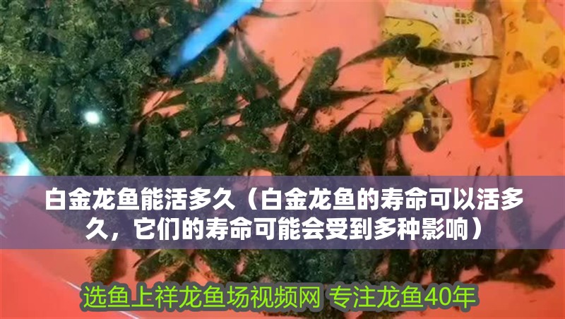 白金龍魚能活多久（白金龍魚的壽命可以活多久，它們的壽命可能會受到多種影響）