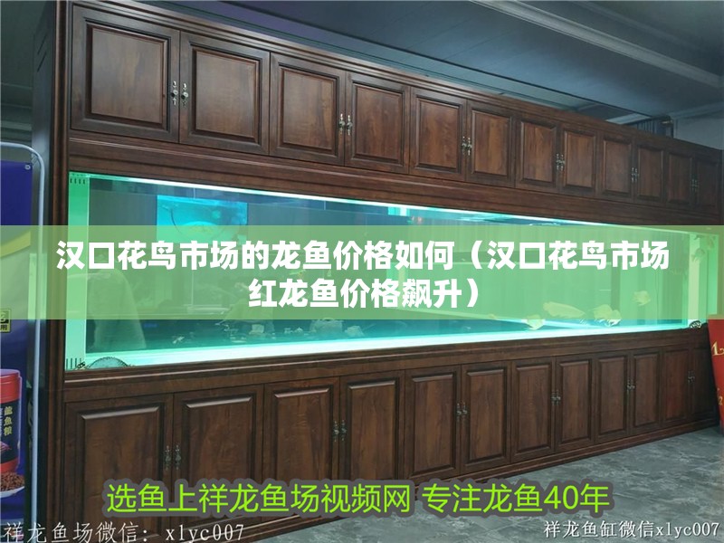 漢口花鳥市場的龍魚價格如何（漢口花鳥市場紅龍魚價格飆升）