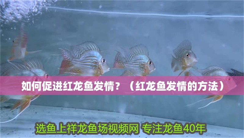 如何促進紅龍魚發情？（紅龍魚發情的方法）
