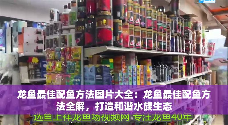 龍魚最佳配魚方法圖片大全：龍魚最佳配魚方法全解，打造和諧水族生態