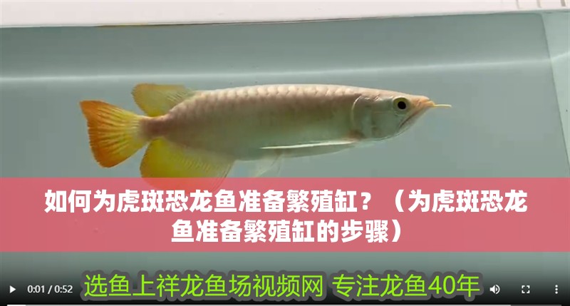 如何為虎斑恐龍魚準(zhǔn)備繁殖缸？（為虎斑恐龍魚準(zhǔn)備繁殖缸的步驟）