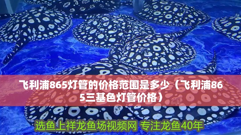 飛利浦865燈管的價格范圍是多少（飛利浦865三基色燈管價格）
