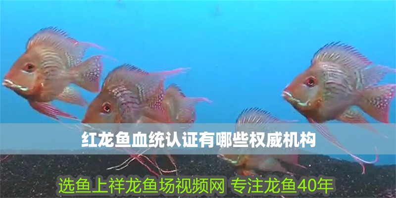 紅龍魚血統認證有哪些權威機構