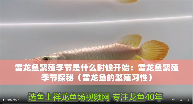 雷龍魚繁殖季節(jié)是什么時候開始：雷龍魚繁殖季節(jié)探秘（雷龍魚的繁殖習(xí)性）