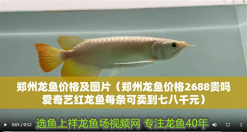 鄭州龍魚價格及圖片（鄭州龍魚價格2688貴嗎愛奇藝紅龍魚每條可賣到七八千元）