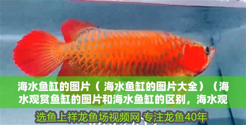 海水魚缸的圖片（ 海水魚缸的圖片大全）（海水觀賞魚缸的圖片和海水魚缸的區別，海水觀賞魚的區別）
