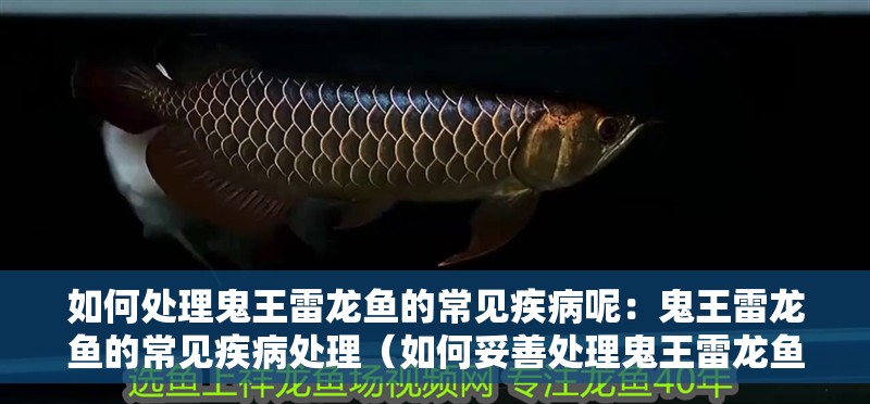 如何處理鬼王雷龍魚(yú)的常見(jiàn)疾病呢：鬼王雷龍魚(yú)的常見(jiàn)疾病處理（如何妥善處理鬼王雷龍魚(yú)的常見(jiàn)疾病）