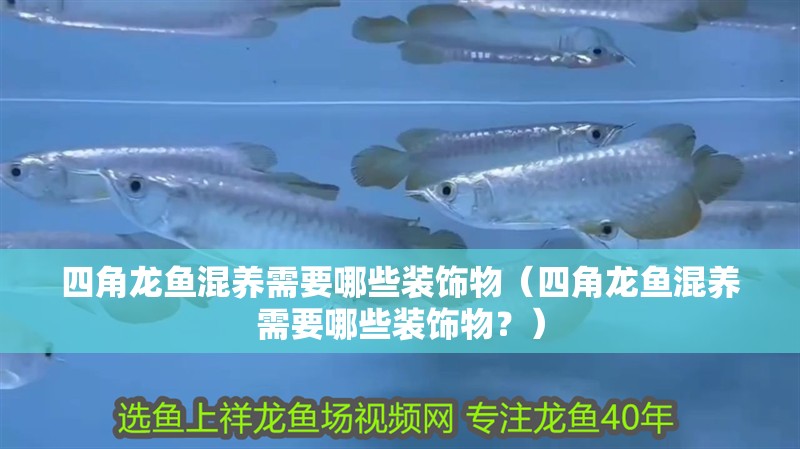 四角龍魚混養需要哪些裝飾物（四角龍魚混養需要哪些裝飾物？）