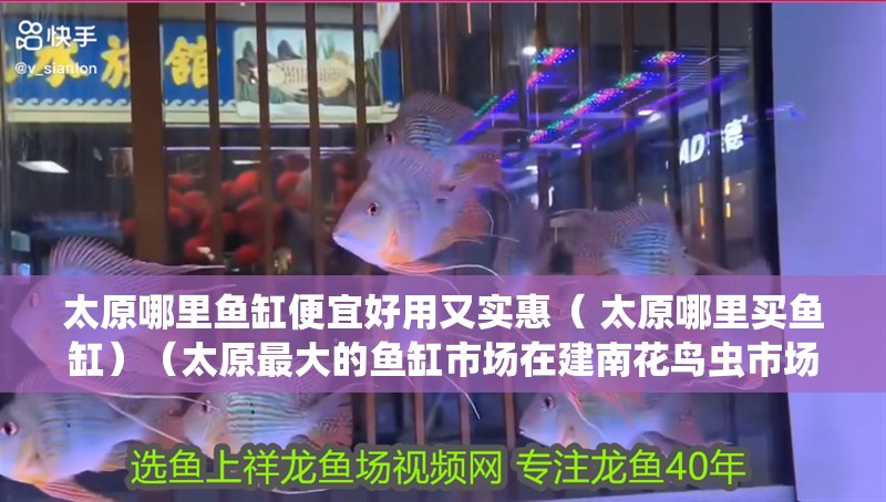 太原哪里魚缸便宜好用又實惠（ 太原哪里買魚缸）（太原最大的魚缸市場在建南花鳥蟲市場里建南花鳥蟲市場）