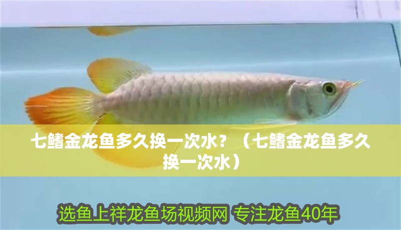 七鰭金龍魚多久換一次水？（七鰭金龍魚多久換一次水）