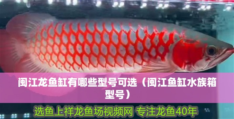 閩江龍魚缸有哪些型號可選（閩江魚缸水族箱型號）