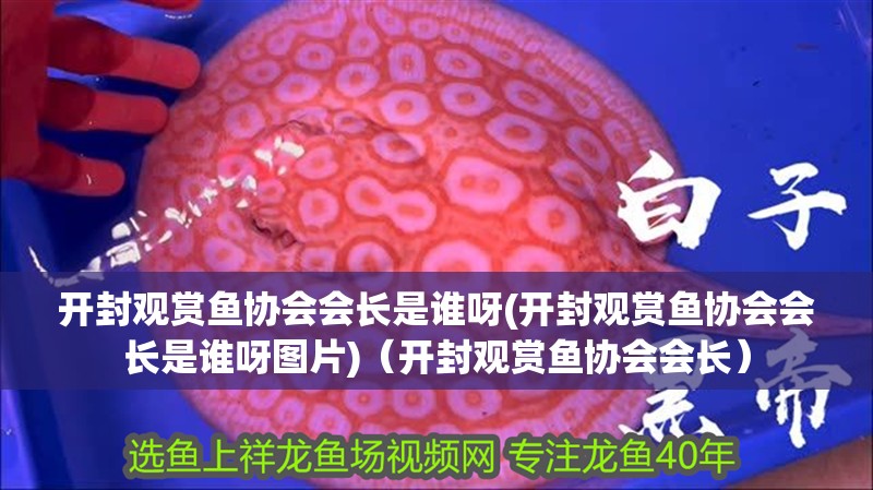 開封觀賞魚協(xié)會會長是誰呀(開封觀賞魚協(xié)會會長是誰呀圖片)（開封觀賞魚協(xié)會會長）