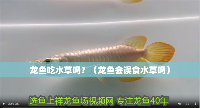 龍魚吃水草嗎？（龍魚會(huì)誤食水草嗎）