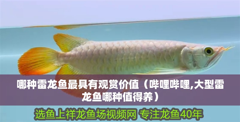 哪種雷龍魚最具有觀賞價值（嗶哩嗶哩,大型雷龍魚哪種值得養）