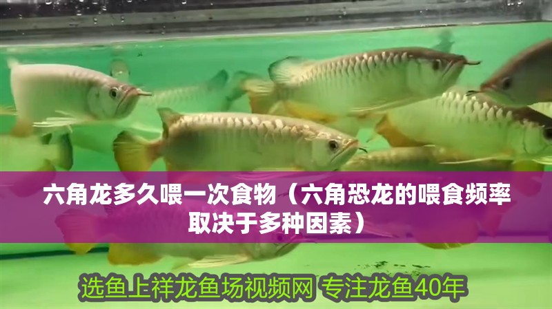 六角龍多久喂一次食物（六角恐龍的喂食頻率取決于多種因素）