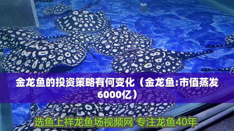金龍魚的投資策略有何變化（金龍魚:市值蒸發6000億）