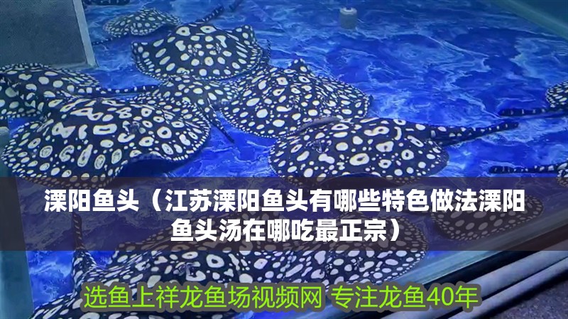 溧陽魚頭（江蘇溧陽魚頭有哪些特色做法溧陽魚頭湯在哪吃最正宗）