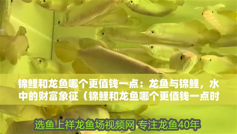 錦鯉和龍魚哪個(gè)更值錢一點(diǎn)：龍魚與錦鯉，水中的財(cái)富象征（錦鯉和龍魚哪個(gè)更值錢一點(diǎn)時(shí)，龍魚和錦鯉哪個(gè)更值錢）