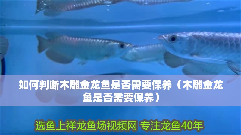 如何判斷木雕金龍魚是否需要保養（木雕金龍魚是否需要保養）