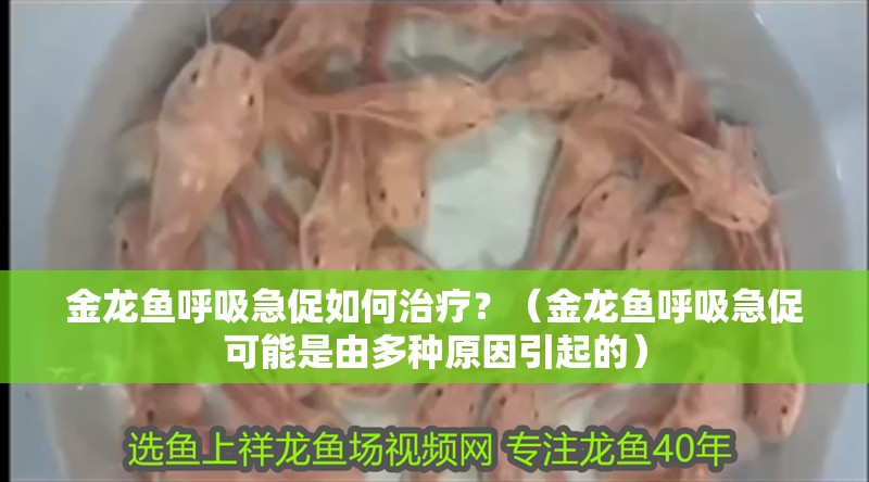 金龍魚呼吸急促如何治療？（金龍魚呼吸急促可能是由多種原因引起的）