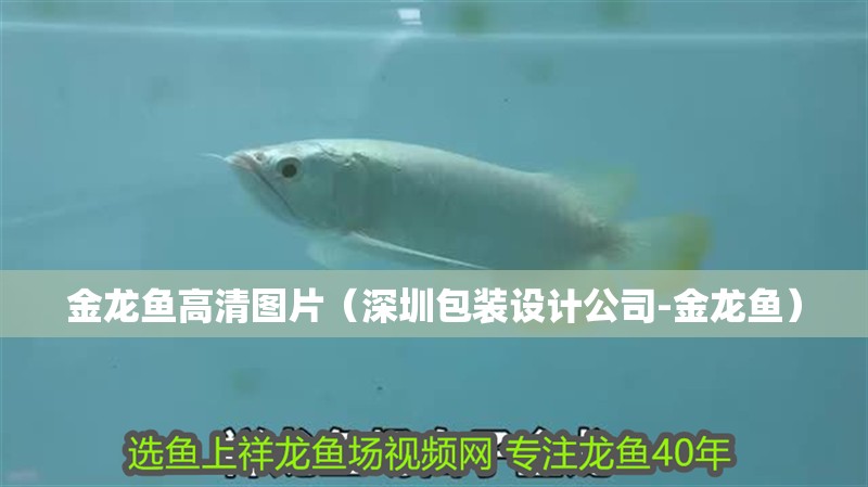 金龍魚高清圖片（深圳包裝設計公司-金龍魚）