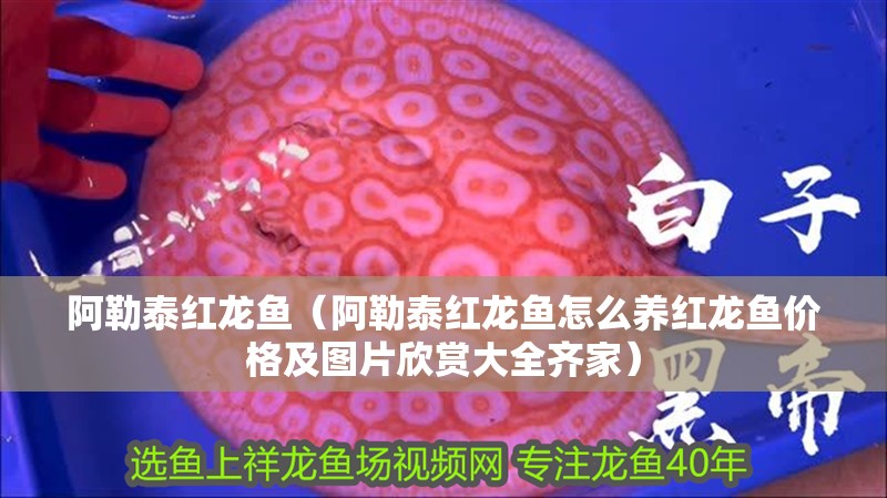 阿勒泰紅龍魚（阿勒泰紅龍魚怎么養(yǎng)紅龍魚價(jià)格及圖片欣賞大全齊家） 阿勒泰紅龍魚（阿勒泰紅龍魚怎么養(yǎng)紅龍魚價(jià)格及圖片欣賞大全齊家） 觀賞魚百科