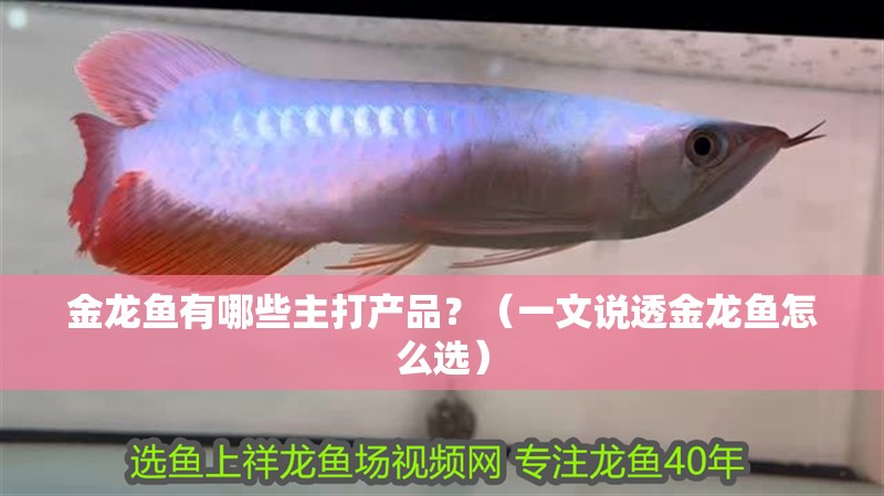 金龍魚有哪些主打產(chǎn)品？（一文說透金龍魚怎么選）