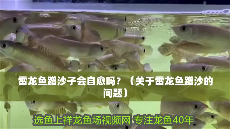 雷龍魚蹭沙子會自愈嗎？（關于雷龍魚蹭沙的問題）