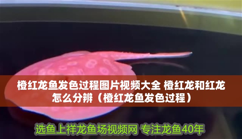 橙紅龍魚發色過程圖片視頻大全 橙紅龍和紅龍怎么分辨（橙紅龍魚發色過程） 橙紅龍魚發色過程圖片視頻大全 橙紅龍和紅龍怎么分辨（橙紅龍魚發色過程） 觀賞魚百科