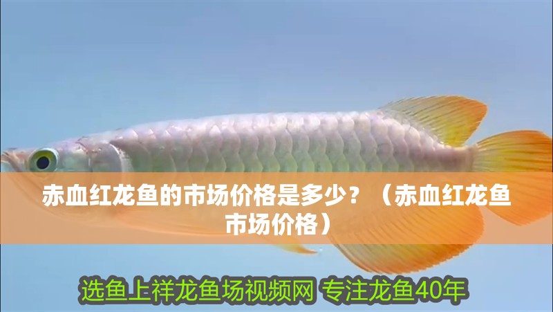 赤血紅龍魚的市場價格是多少？（赤血紅龍魚市場價格）