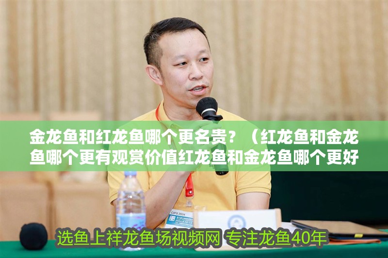 金龍魚和紅龍魚哪個更名貴？（紅龍魚和金龍魚哪個更有觀賞價值紅龍魚和金龍魚哪個更好養）