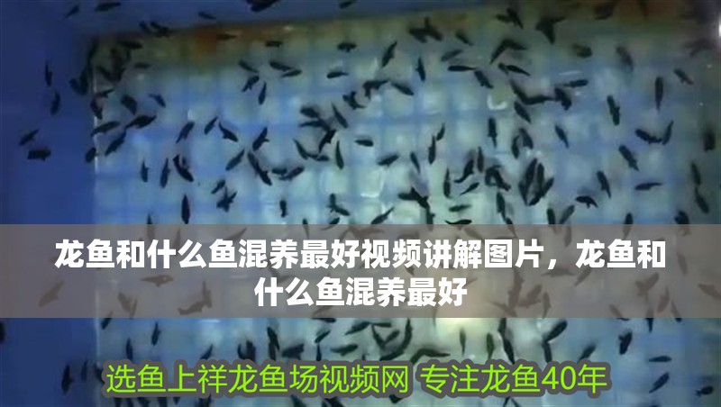 龍魚和什么魚混養最好視頻講解圖片，龍魚和什么魚混養最好