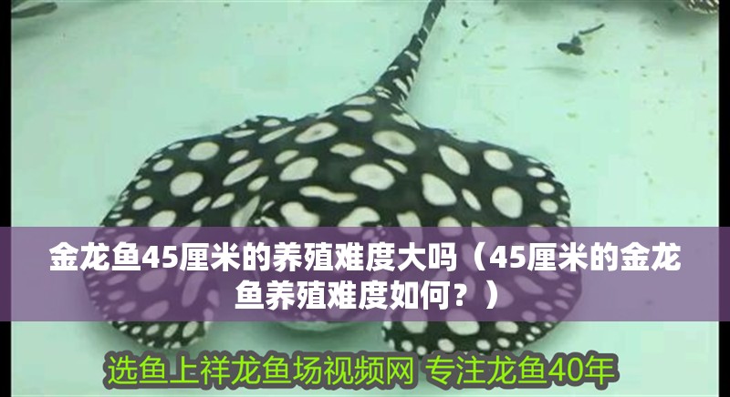 金龍魚45厘米的養殖難度大嗎（45厘米的金龍魚養殖難度如何？）