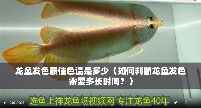 龍魚發(fā)色最佳色溫是多少（如何判斷龍魚發(fā)色需要多長時間？）