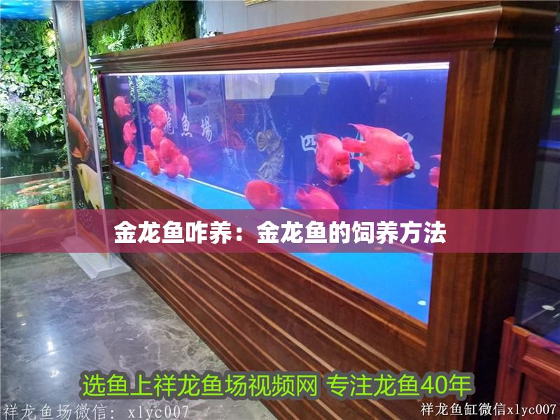 金龍魚咋養：金龍魚的飼養方法