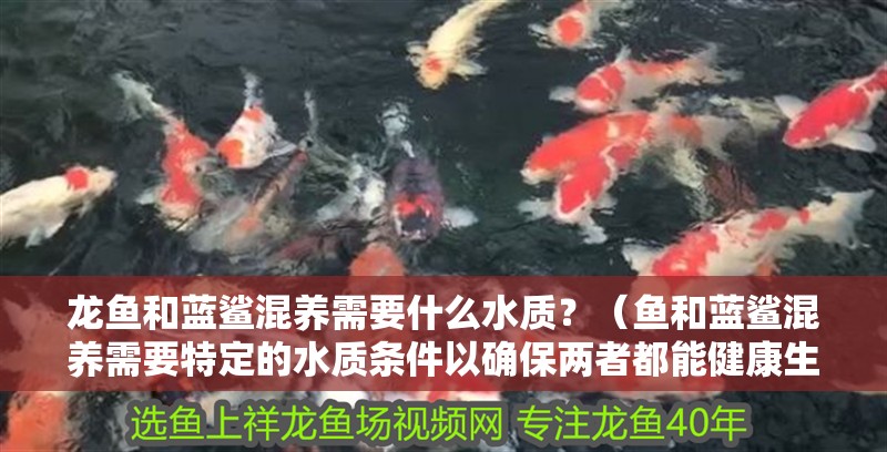 龍魚和藍鯊混養需要什么水質？（魚和藍鯊混養需要特定的水質條件以確保兩者都能健康生活）