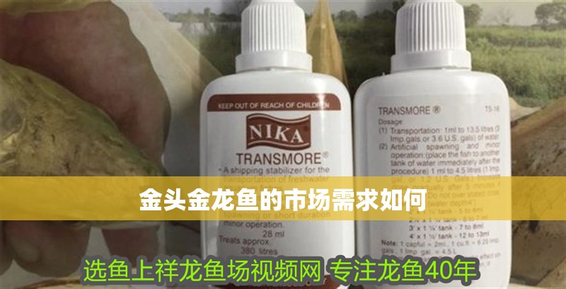 金頭金龍魚的市場需求如何