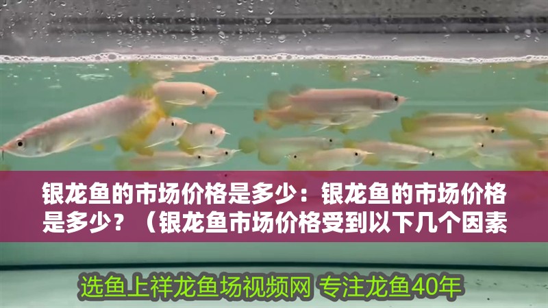 銀龍魚的市場價格是多少：銀龍魚的市場價格是多少？（銀龍魚市場價格受到以下幾個因素影響，銀龍魚價格是多少）
