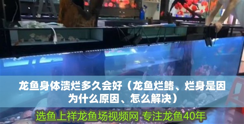 龍魚身體潰爛多久會好（龍魚爛鰭、爛身是因為什么原因、怎么解決）