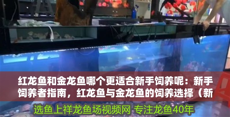 紅龍魚和金龍魚哪個更適合新手飼養(yǎng)呢：新手飼養(yǎng)者指南，紅龍魚與金龍魚的飼養(yǎng)選擇（新手飼養(yǎng)紅龍魚和金龍魚，選擇哪種魚更適合新手飼養(yǎng)）