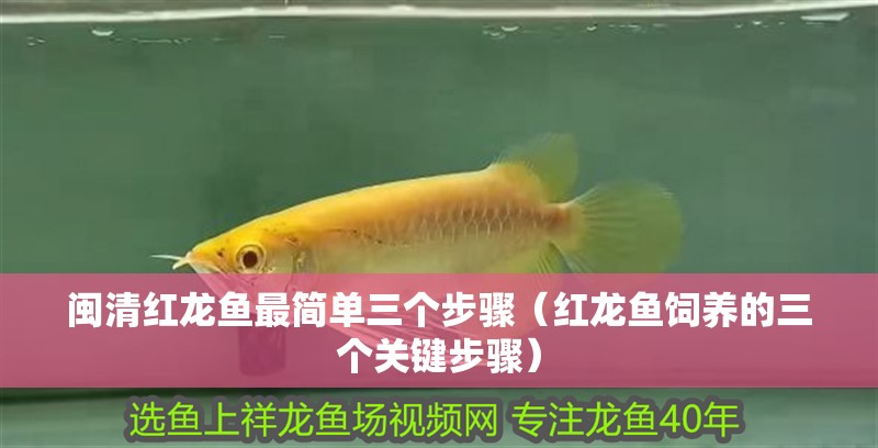 閩清紅龍魚最簡單三個步驟（紅龍魚飼養的三個關鍵步驟）