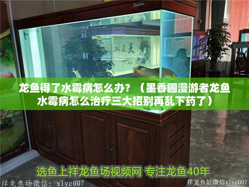 龍魚得了水霉病怎么辦？（墨香圃漫游者龍魚水霉病怎么治療三大招別再亂下藥了）