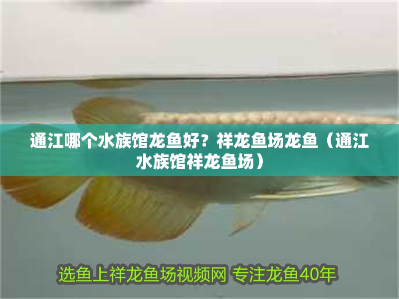 <strong><mark>通江</mark></strong>哪個水族館龍魚好？祥龍魚場龍魚（<strong><mark>通江</mark></strong>水族館祥龍魚場）