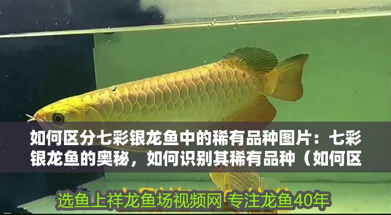 如何區分七彩銀龍魚中的稀有品種圖片：七彩銀龍魚的奧秘，如何識別其稀有品種（如何區分七彩銀龍魚中的稀有品種）